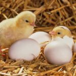 Thuốc úm gà con – Tìm hiểu công dụng và loại thuốc nên dùng 